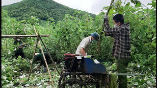 Đổi đời từ cây gai xanh. Bài cuối: Gỡ khó cho vùng nguyên liệu