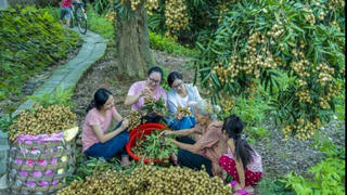 Hương nhãn quê tôi