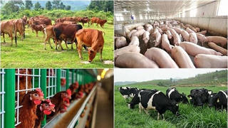 Tiếp tục đẩy mạnh tái cơ cấu ngành chăn nuôi