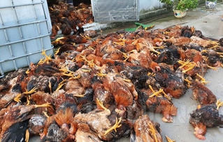 Hải Dương: Đàn gà 6.000 con bị sét đánh chết