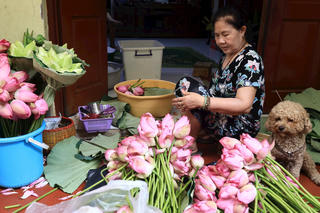 Tìm hiểu quy trình làm trà sen giá hàng chục triệu đồng ở Hà Thành