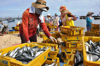 Việt Nam nỗ lực gỡ thẻ vàng IUU