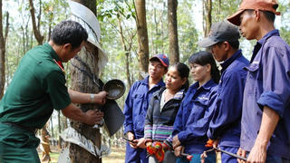 Để Tây Nguyên thêm xanh