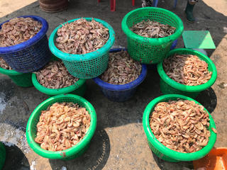 Độc đáo nghề làm khô tôm đất