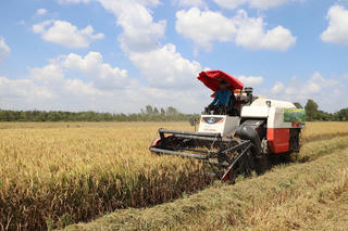 Liên kết các mắt xích trong chuỗi giá trị lúa gạo