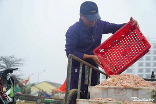 Mùa moi biển đầu năm ở xứ Thanh