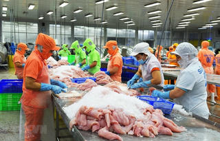 Tín hiệu tích cực từ cá tra