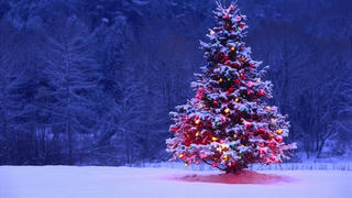 Những điều thú vị về cây thông Noel