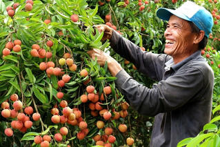 Hải Dương: Dự kiến sản lượng vải năm nay đạt 60.000 tấn