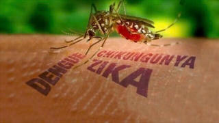 Sở Y tế TPHCM: Chikungunya đã từng lưu hành ở Việt Nam