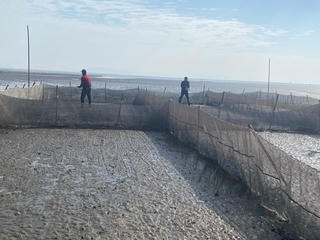 Thí điểm nuôi sá sùng thương phẩm