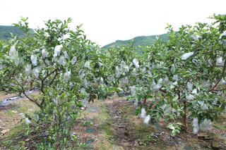 Cây ổi 'bén duyên' đất Mỏ