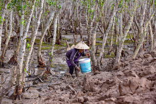 'Lộc trời' dưới tán rừng sú vẹt
