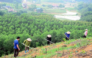 Giữ rừng và trồng rừng