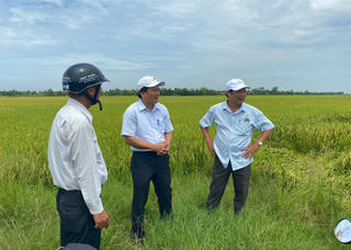 'Rốn lũ' miền Trung hiếm hoi có thời tiết thuận lợi vụ mùa hè thu