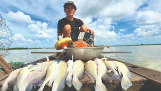 Săn cá sủ sông Tiền