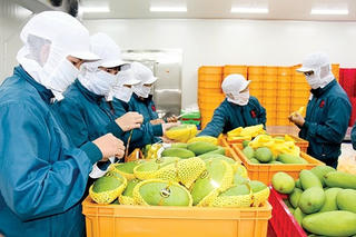 Xoài tiêu thụ mạnh tại thị trường Hàn Quốc