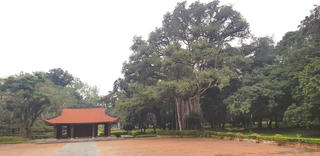 'Linh mộc' ở Lam Kinh
