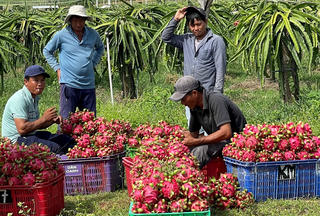 Miền Tây: Khi trái cây rớt giá