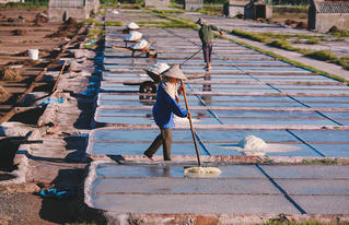 Mừng cho hạt muối