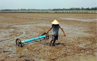 Gieo cấy vụ Đông Xuân sớm để ứng phó hạn mặn