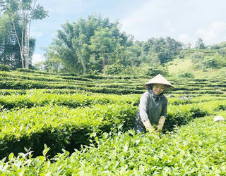 Chọn đồng ruộng quê nhà làm nơi lập nghiệp