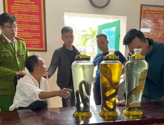 Chở 3 bình rượu rắn đi tiêu thụ, người đàn ông bị khởi tố