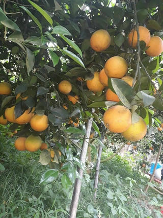 Sắp diễn ra Lễ hội Cam Cao Phong