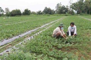 Trà Vinh: Đẩy nhanh tiến độ giải ngân thực hiện các Chương trình Mục tiêu quốc gia
