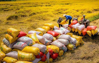 Thị trường lúa gạo biến động: Doanh nghiệp ứng phó ra sao?