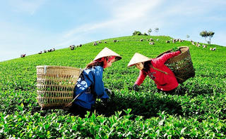 Đẩy mạnh xuất khẩu nông sản hữu cơ