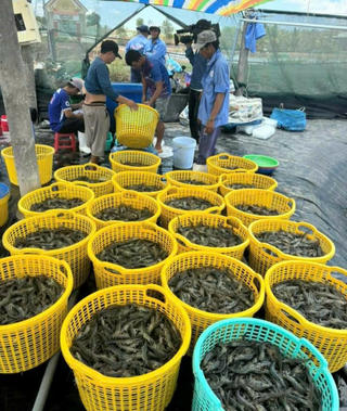 Giá tôm tăng mạnh, nông dân phấn khởi