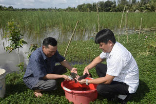 Nhân rộng các mô hình hồi sinh nguồn lợi cá đồng