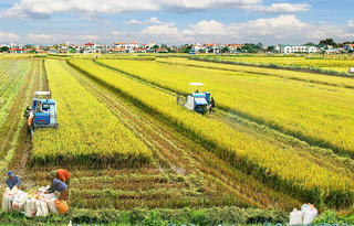 Đẩy mạnh phát triển vùng lúa chất lượng cao