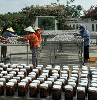 Nghề làm khô ở miền Tây tất bật vào vụ Tết
