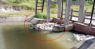 Gia Lai: Heo chết vứt dọc tuyến kênh Văn Phong