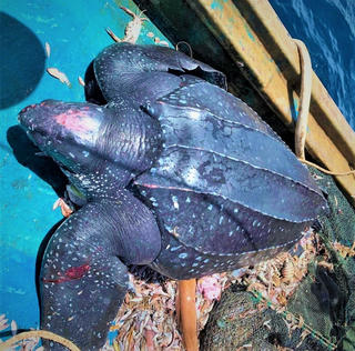 Quảng Nam: Thả cá thể rùa nặng gần 200 kg về lại biển