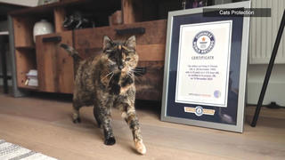 ‘Cô mèo cao tuổi’ nhất thế giới