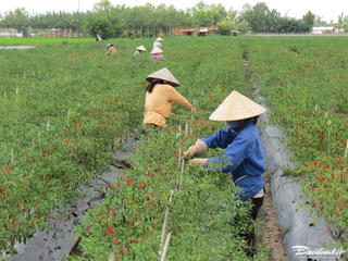 Nông dân miền Tây lãi lớn vụ ớt cuối năm