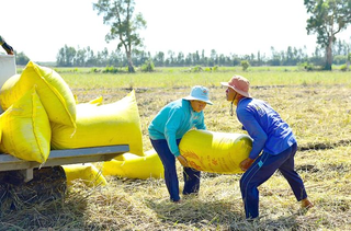 Thương lái trong chuỗi kết nối thị trường: “Mắt xích” tất yếu