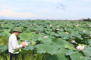 Trồng sen trên đất Thành Sen