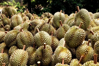 Loay hoay bài toán tiêu thụ trái cây 'tỷ đô'