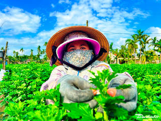 Quảng Ngãi: Nhà vườn tất bật vào vụ mùa hoa Tết