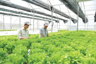Xây dựng chuỗi cung ứng thực phẩm sạch