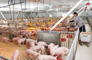 Đảm bảo nguồn cung thịt lợn dịp cuối năm