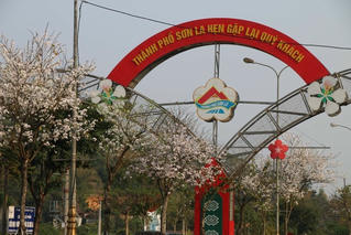 Sơn La: Lễ hội 'Mùa hoa ban 2023' sẽ diễn ra từ ngày 11/3