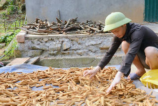 Nụ cười mùa quế