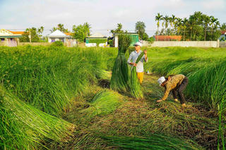 Nhọc nhằn nghề cói