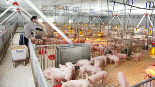 Xây dựng ngành chăn nuôi an toàn sinh học, đáp ứng thị trường xuất khẩu