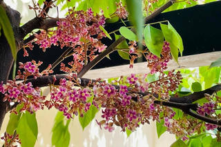 Hoa khế bên thềm